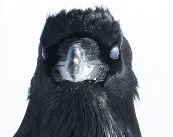 Ghostly Raven Eye in Winter, Yellowstone National Park, Wyoming