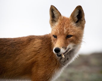 Red Fox Snaggletooth, Alaska
