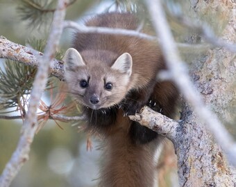 Pine Marten encaramado en Lodgepole Pine Tree, Parque Nacional de Yellowstone
