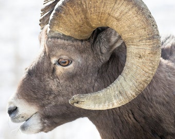 Perfil de invierno de borrego cimarrón en el Parque Nacional de Yellowstone, Wyoming