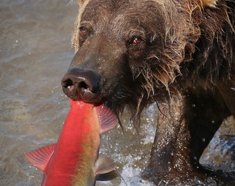El oso pardo captura salmón rojo, Parque Nacional Katmai, Alaska