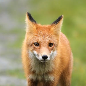 Alaskan Red Fox Portrait