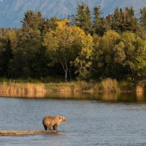 Brown Bear Beneath Snow-Capped Mountain in Katmai National Park, Alaska