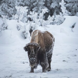 Bison in Frosty Trees in Yellowstone National Park, Wyoming