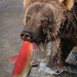L’ours brun attrape le saumon rouge, parc national de Katmai, Alaska