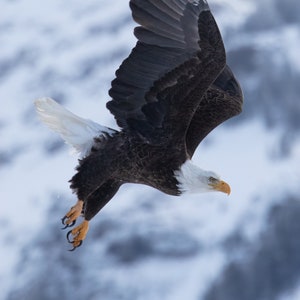 Bald Eagle Flying in Yellowstone National Park, Wyoming