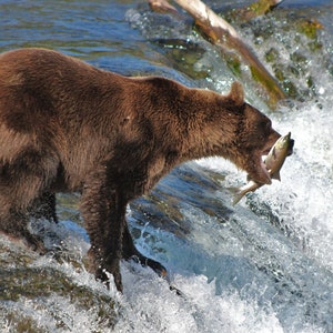 Brown Bear Catching Salmon at Brooks Falls in Katmai National Park, Alaska