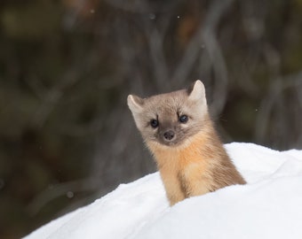 Pine Marten en la nieve en el Parque Nacional de Yellowstone, Wyoming
