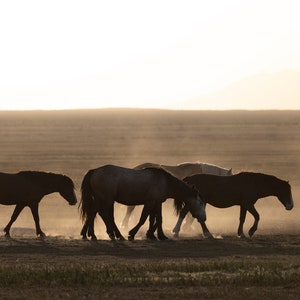 Mustangs in Utahs West Desert