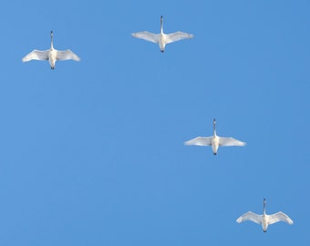Bandada de cisnes trompetistas migrando en el Parque Nacional de Yellowstone, Wyoming