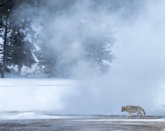 Gray Wolf Walking by Thermal Geyser in Yellowstone National Park, Wyoming