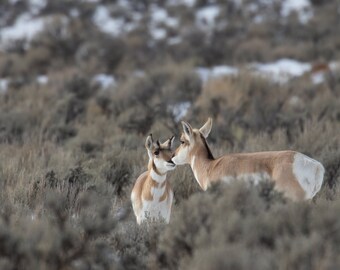 Pronghorn and Fawn Kiss in Yellowstone National Park, Wyoming