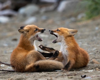 Red Fox Kits Playing, Alaska