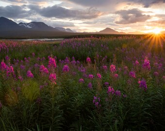 Sunset Fireweed Field in Alaska