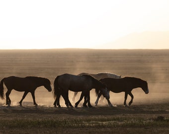 Mustangs in Utah's West Desert