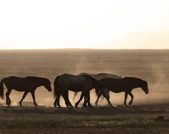 Mustangs en el desierto oeste de Utah