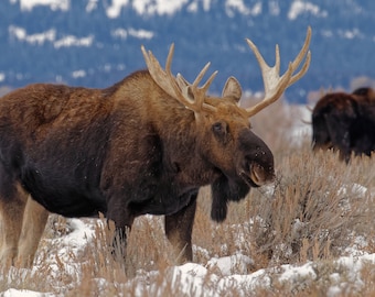 De Eland van de Stier van de winter in Grand Tetons