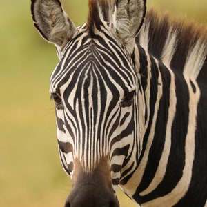 Common Zebra Profile - Kenya