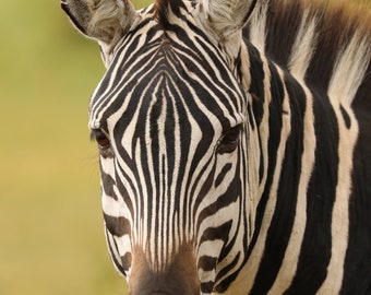 Common Zebra Profile - Kenya