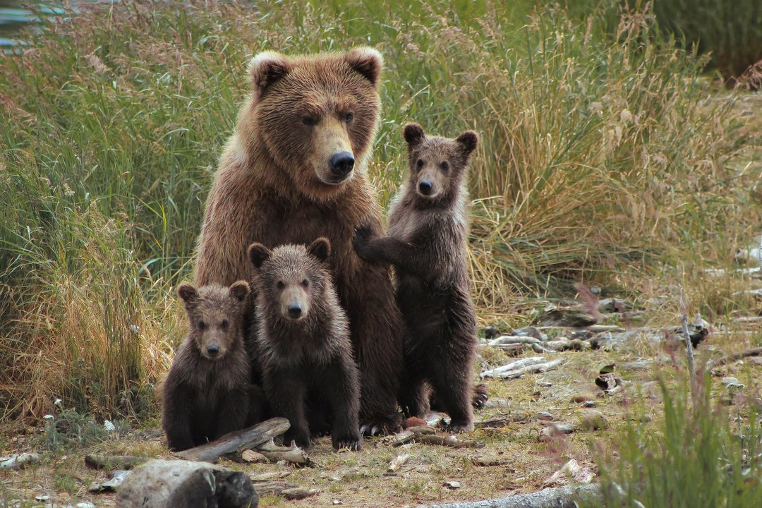 Brown Bear and Spring Cubs Family Portrait in Katmai National Park ...