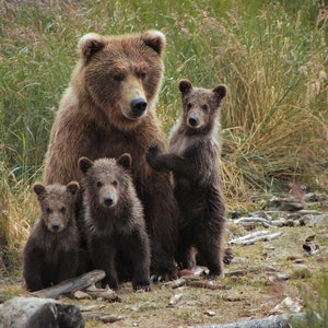 Brown Bear and Spring Cubs Family Portrait in Katmai National Park, Alaska