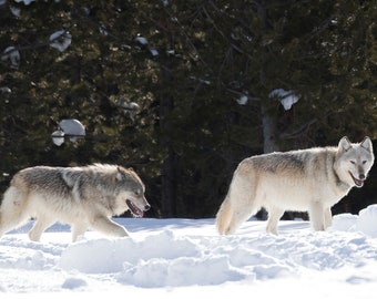 Pair of Wolves in Winter in Yellowstone National Park, Wyoming