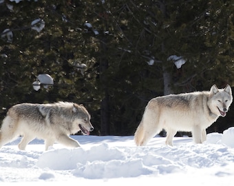 Pareja de lobos en invierno en el Parque Nacional de Yellowstone, Wyoming