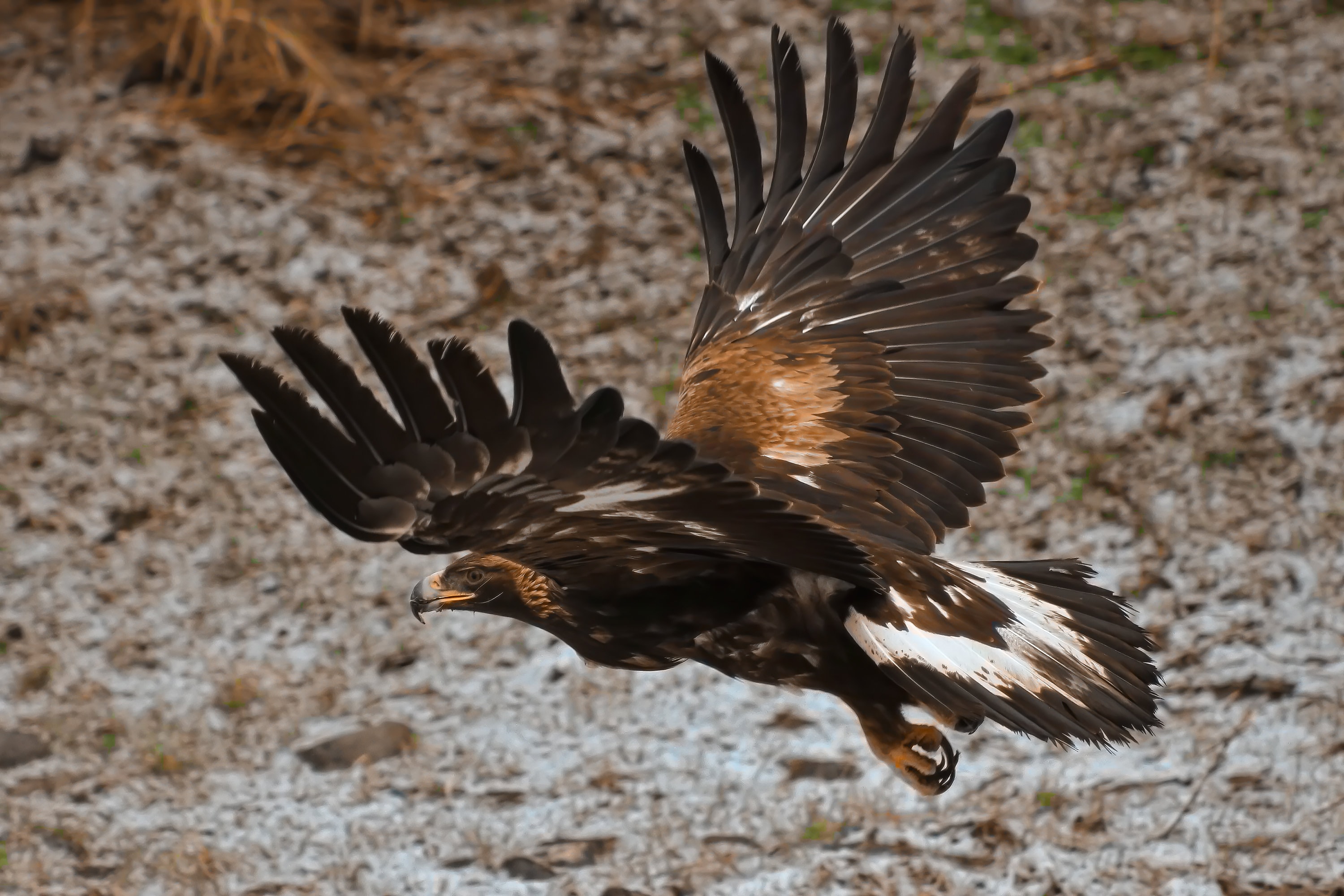 Juvenile Golden Eagle Flying