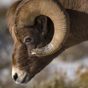 Bighorn Schaf Profil