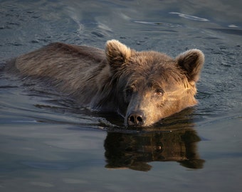 Brown Bear Swimming in River in Katmai National Park, Alaska