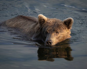 Oso pardo nadando en el río en el Parque Nacional Katmai, Alaska