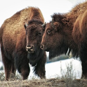 Bison Calves in Yellowstone National Park