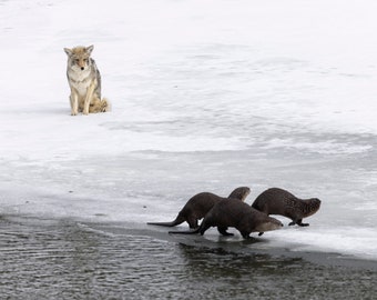Coyote and River Otters on the Yellowstone River, Wyoming