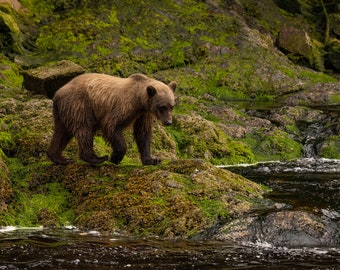 Brown Bear Walks Across Mossy Riverbank in Southeast Alaska