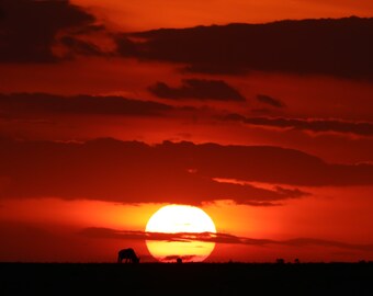 Maasai Mara Sunset, Kenya