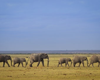 Elephants March in a Line on the African Savanna