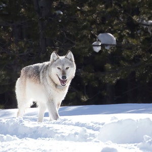 Yellowstone White Wolf 1203F in Snow