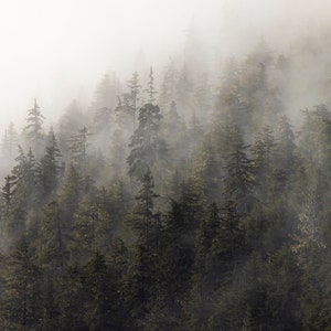 Misty Spruce Trees in Tongass National Forest, Juneau, Alaska