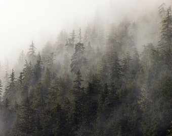 Misty Spruce Trees in Tongass National Forest, Juneau, Alaska