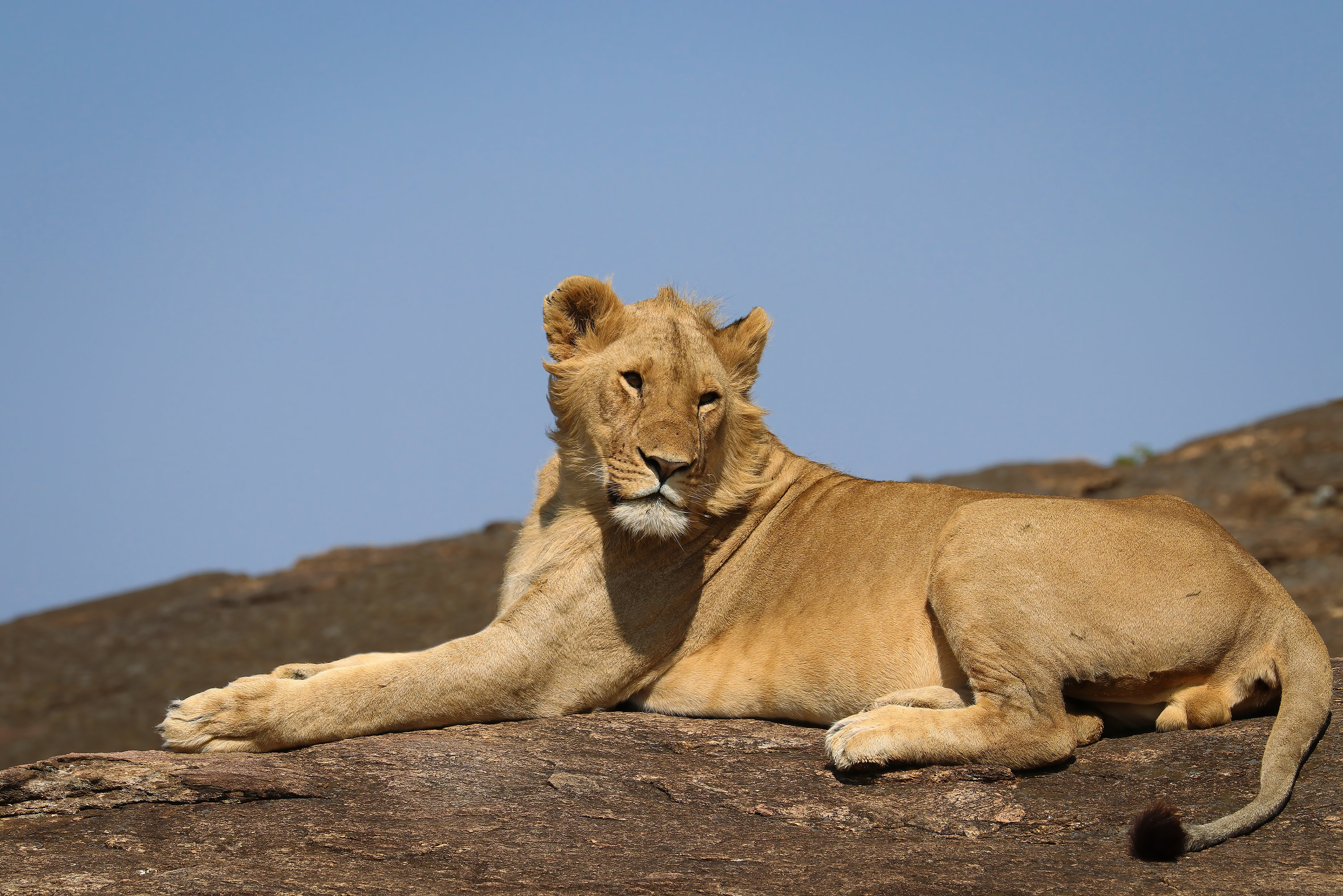 Lion Sunbathing on Rock in Maasai Mara National Reserve, Kenya - Etsy