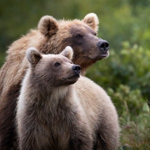 Brown Bear and Blonde Cub in Katmai National Park, Alaska
