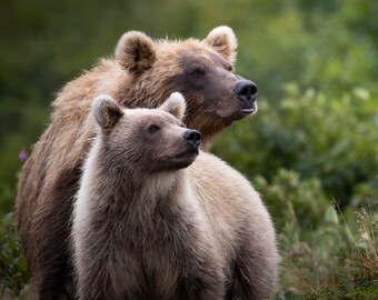 Oso pardo y cachorro rubio en el Parque Nacional Katmai, Alaska