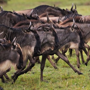 The Great Migration Wildebeest Stampede in Kenya