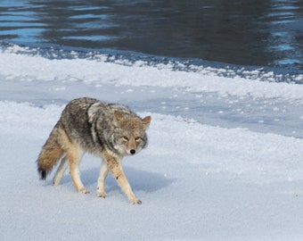 Coyote Walking Along River in Yellowstone National Park, Wyoming