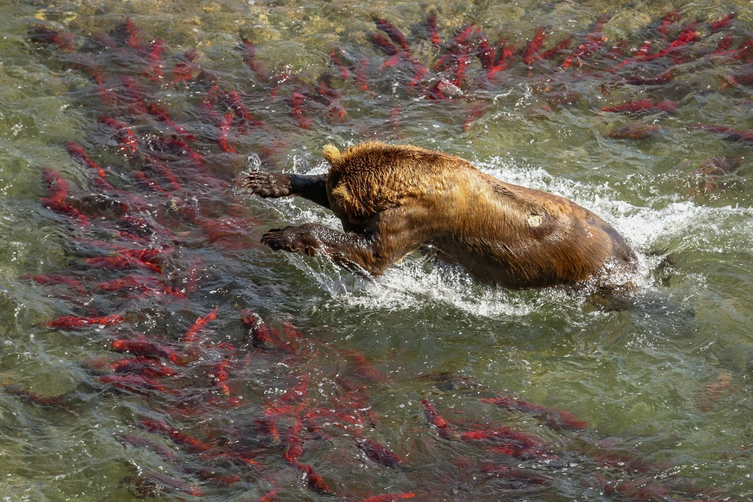 Brown Bear Fishing For Salmon In Katmai National Park Preserve brown-bear-fishing-for-salmon-in-katmai-national-park-preserve