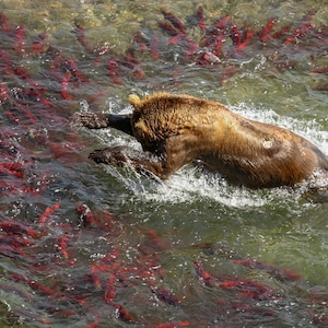 Brown Bear Fishing for Salmon in Katmai National Park & Preserve, Alaska