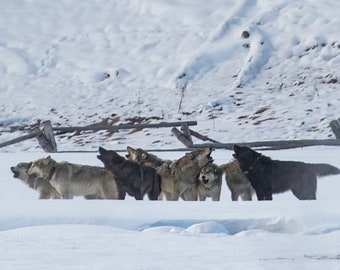 Manada de lobos Wapiti aullando en la nieve en el Parque Nacional de Yellowstone, Wyoming