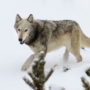 Gray Wolf in Snow in Yellowstone National Park, Wyoming