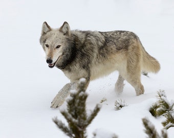 Gray Wolf in Snow in Yellowstone National Park, Wyoming