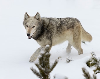 Lobo gris en la nieve en el Parque Nacional de Yellowstone, Wyoming